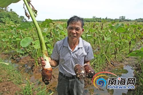 身后几十亩的芋头到了出售时间,不见买家村干部符日山很着急。南国都市报记者汪承贤摄