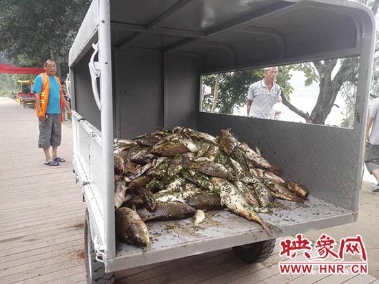 工人從西流湖中打撈出來(lái)的死魚(yú)