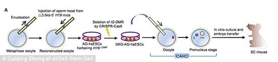 科学家称，他们的技术(上图为流程示意图)可以用来制造一支半克隆小鼠“大军”，用于对抗疾病的研究。该技术从左至右涉及到了卵细胞移除细胞核、注入精子头部并培养成干细胞的过程，然后将其中一个干细胞注入健康的卵细胞中