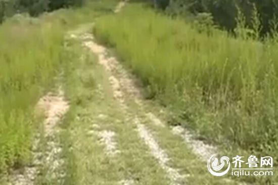 雷大哥就是在这片田地里被咬伤(视频截图)