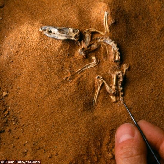兽亚纲动物(图中为戈壁沙漠发现的骨骼化石)在侏罗纪晚期的演化速率比平均速率慢得多