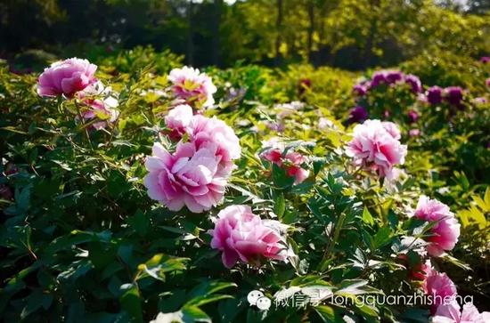 洛阳牡丹(摄影：龙泉视界)