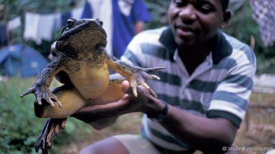 非洲巨蛙