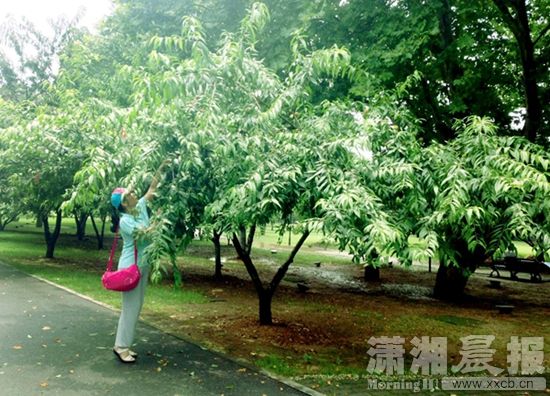 7月21日，橘子洲景区，一位游客在摘树上的桃子。图/潇湘晨报实习生龙思婷 市民李女士