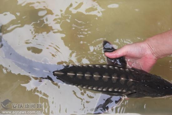 安庆渔民误捕69厘米长野生中华鲟 体重1452克