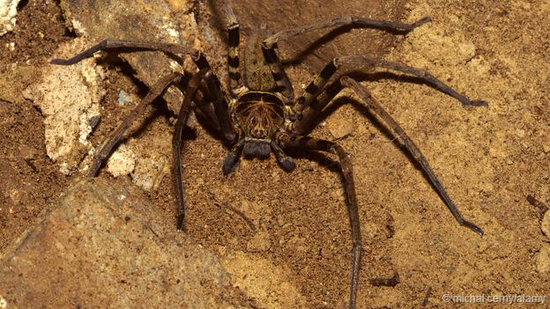 巨蟹蛛