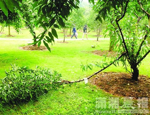 　　最近，景区内摘桃现象不断发生，导致不少果树只见树叶不见果实，有些树枝还被折断了。图/潇湘晨报实习生龙思婷 市民李女士