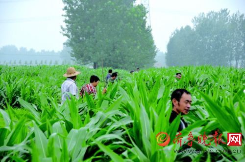 7月23日，嘉祥县5000警民出动，寻找失踪的张子祎和张诗晨。图为搜寻人员在玉米地中拉网排查。