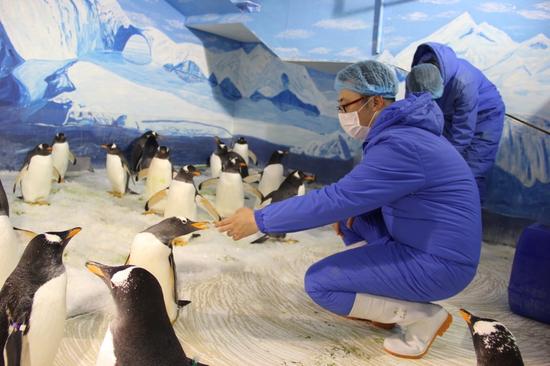 探秘极地馆南极企鹅孵化基地走进企鹅私家别墅