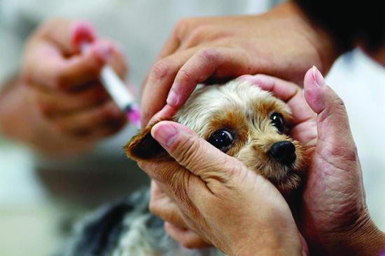市民带着自己的宠物正在接种狂犬疫苗.图/ic