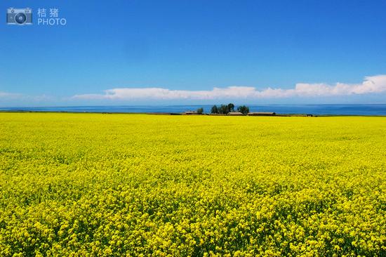 油菜花大自然绝美彩绘 青海西藏自驾游_成都汽