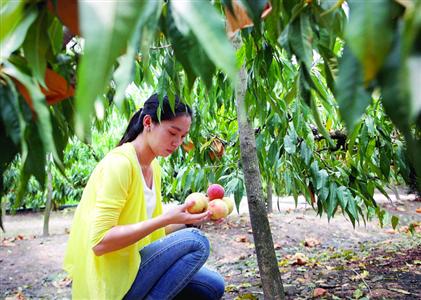 许多市民从市区赶到新场镇自己动手采摘帮助果农杜启明渡过难关