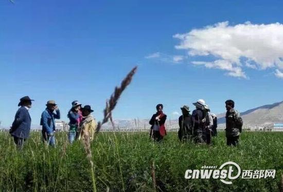“陕藏情·阿里行”在噶尔县昆莎乡人工种草基地采访。摄影 张琳