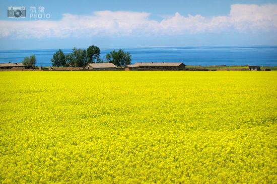 油菜花大自然绝美彩绘 青海西藏自驾游_成都汽