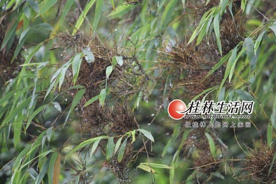 被竹蝗吃掉竹叶的竹枝,光秃秃的。记者景碧锋 实习生张征 摄
