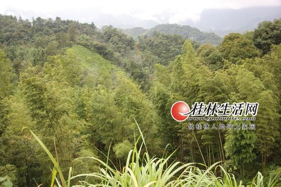 兰田大片大片发黄的毛竹林,“翠竹林”变“黄竹林”。 记者景碧锋 实习生张征 摄