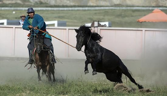 国际顶级驯马赛锡林浩特开赛 看骑手如何征服野马_马术_新浪竞技风暴_新浪网