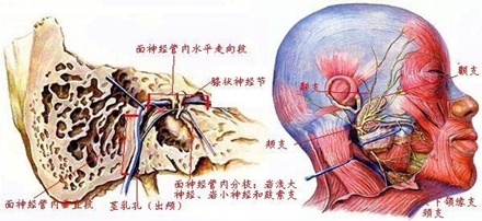 面神经：面神经管内走向和分枝（左）、颅外分枝（右）