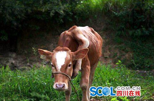 巴中一头牛长五条腿