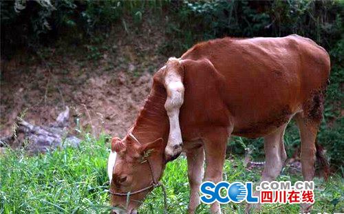 巴中一头牛长五条腿