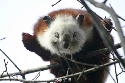 复齿鼯鼠习惯昼伏夜出,可能是飞爬中不慎掉入酒厂院内,目前已放归森林