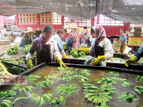今年香蕉收购价普遍低迷 最低至0.6元\/公斤(组
