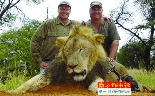 美国牙医猎杀津巴布韦狮王 系当地知名动物|津