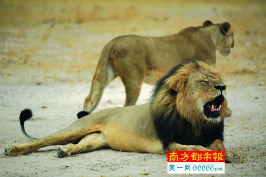 美国牙医猎杀津巴布韦狮王 系当地知名动物|津
