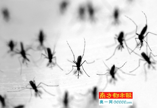 广州建全球最大蚊子工厂 每周产50万绝育雄蚊