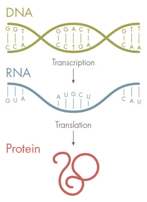 基因密码，A、T、G、C四种核苷酸，DNA首先转录得到RNA，然后形成特定的蛋白质。