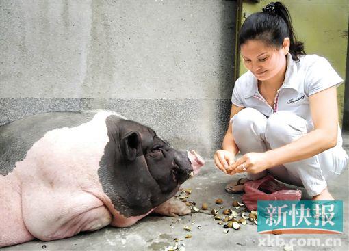 现在花花已成庞然大物。新快报记者 毕志毅/摄