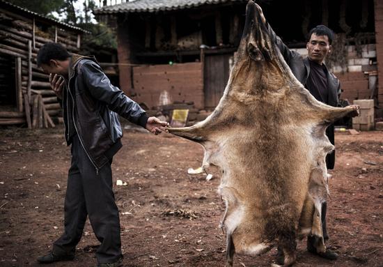 野狼进村偷鸡遭打死 被30余人扒皮炖汤(图)_新浪黑龙江_新浪网