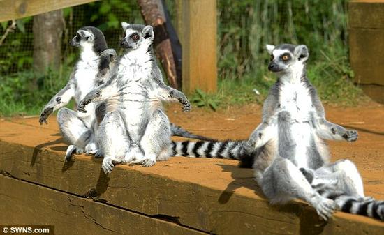 旺盛的性欲：科学家们解释，巨鼠狐猴的性欲无比强烈，一整年都在四处寻找雌性鼠狐猴，疯狂与之做爱交配，可能因为这个原因，造就了它们拥有如此惊人的“巨蛋”。这种疯狂交配的行为与其它狐猴物种，如马达加斯加的长尾狐猴，完全不同。