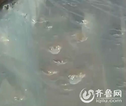 大棚的頂膜上被冰雹砸出了一個個的窟窿。(視頻截圖)