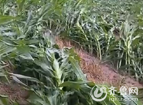 成片的玉米被吹倒在地。(視頻截圖)