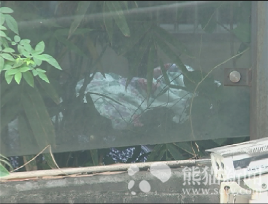 清晨小区草丛惊现女尸 疑似坠楼身亡