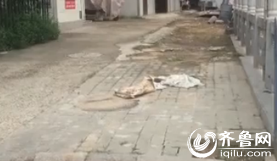 老漢發現炮彈的地方(視頻截圖)