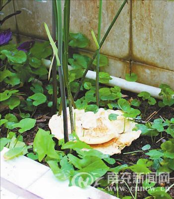 傅先生家中花台里长出的乳白色“花朵”