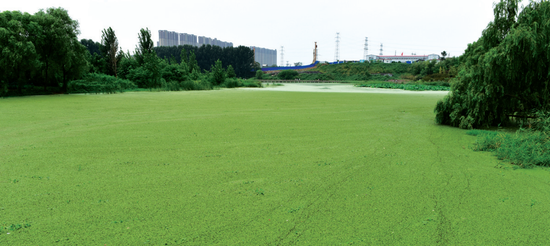 這不是草地，這是西流湖