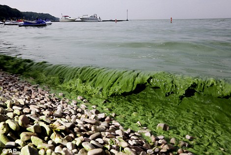 美国五大湖遭受巨型藻花侵袭变绿_新浪深圳_新浪网