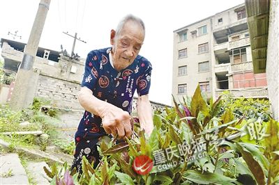 105岁的虞华可自己摘菜