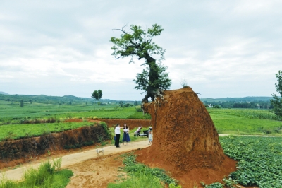 因修路挖土，270岁的皂角树被“孤立”且树根裸露。