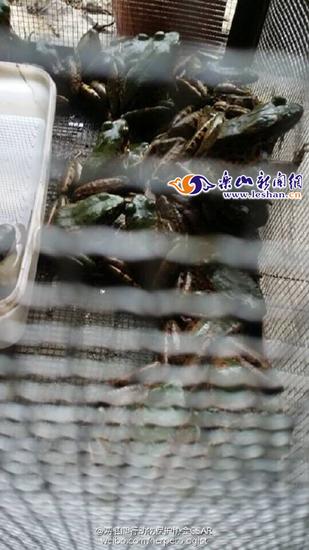 网曝餐馆贩卖野生动物(图据微博)