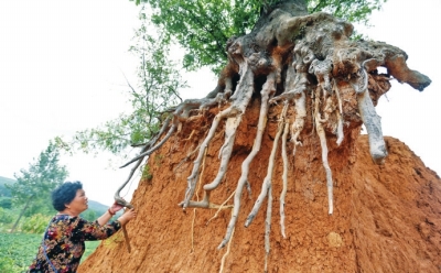 村民自发捐款守护 270岁皂角树