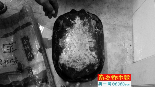 被放生的乌龟很大。 通讯员供图