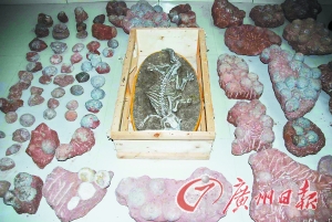 恐龙骨骼化石。