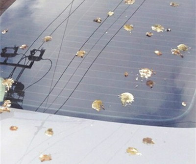 汽车选色有学问 白色招鸟粪黑色惹苍蝇|汽车|颜色_新浪时尚_新浪网