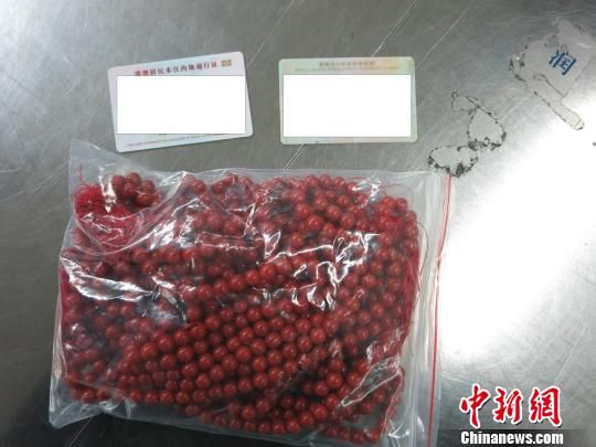 海关查获的红珊瑚 黄绮虹 摄