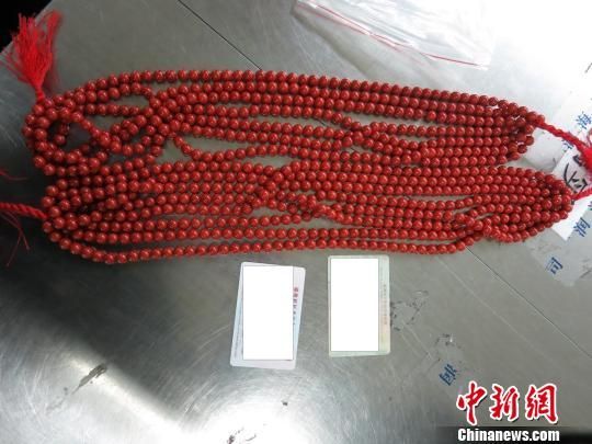 海关查获的红珊瑚 黄绮虹 摄