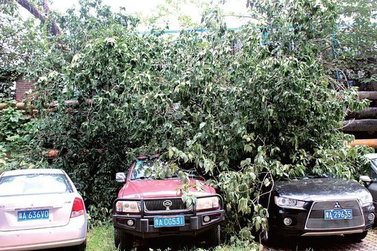 鄭州小區樹枝斷裂砸中4輛車